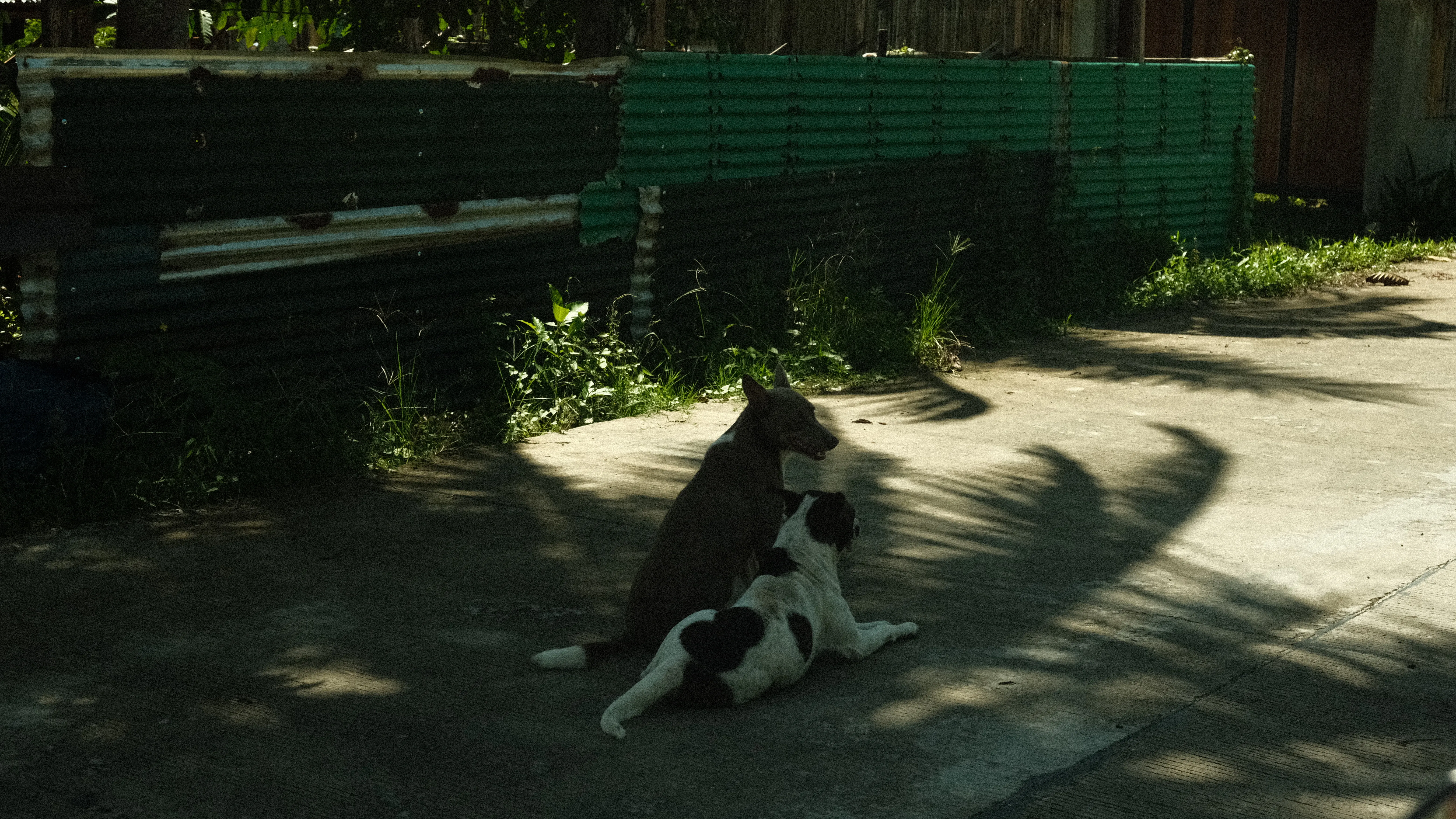stray dogs